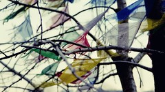 Nature Trees branches fabric multicolor depth of field windy