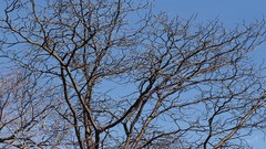 Nature Trees branches flora