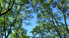 Nature Trees branches Green