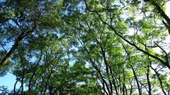 Nature Trees branches Green