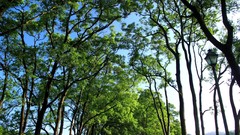 Nature Trees branches Green