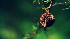 Nature Trees branches Green flora pinecones pine trees depth of 