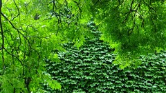 Nature Trees branches Green Plants