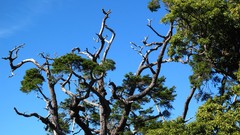 Nature Trees branches Green skies