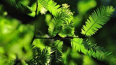 Nature Trees branches Plants