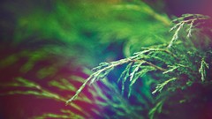 Nature Trees branches Plants colors