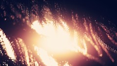 Nature Trees branches Plants sunlight pine trees depth of field