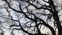 Nature Trees branches skyscapes