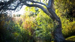 Nature Trees branches sunlight