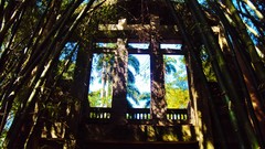Nature Trees Brazil forests