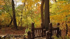 Nature Trees Bridges forests