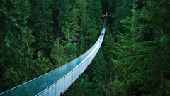 Nature Trees Bridges forests pine trees rope bridge