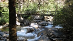 Nature Trees Bridges Tennessee rivers