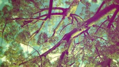 Nature Trees bright branches Photo manipulation
