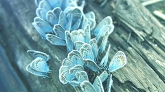 Nature Trees Butterflies