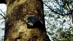 Nature Trees Butterflies
