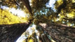 Nature Trees California USA forests