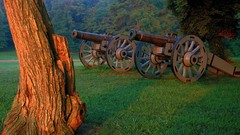 Nature Trees cannons