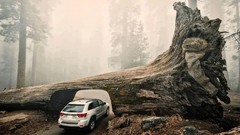 Nature Trees cars jeep Wood vehicles