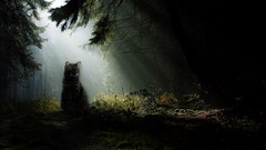Nature Trees cats sunlight forests
