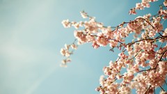 Nature Trees cherry blossoms skyscapes