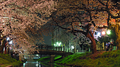 Nature Trees City water Bridge blossom buildings