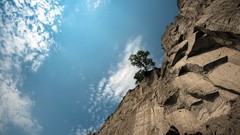 Nature Trees cliff skies