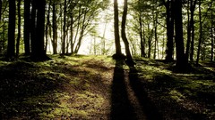 Nature Trees cliff sunlight forests