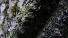 Nature Trees close-up