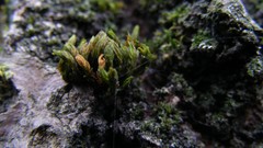 Nature Trees close-up
