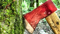 Nature Trees close-up Axes