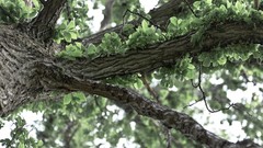 Nature Trees close-up forests flora