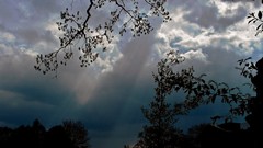 Nature Trees clouds albums skyscapes