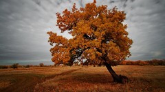 Nature Trees clouds autumn fields plains