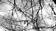 Nature Trees clouds black and white branches skies