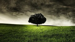 Nature Trees clouds dark Green