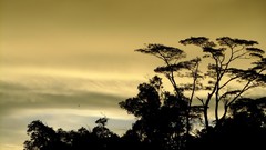 Nature Trees clouds evening shadows skyscapes