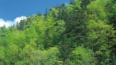 Nature Trees clouds land skyscapes