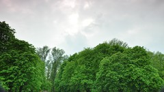 Nature Trees clouds Parks forests skyscapes