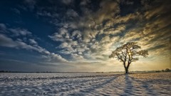 Nature Trees clouds photograph