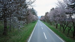 Nature Trees clouds roads fields skyscapes