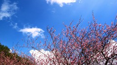 Nature Trees clouds spring pink flowers cherry blossoms blue 