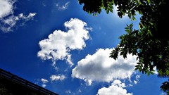 Nature Trees clouds sunlight skies