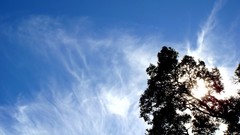 Nature Trees clouds sunlight skies blue skies skyscapes