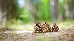 Nature Trees cones forests