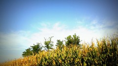 Nature Trees country summer corn