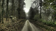 Nature Trees dark autumn roads overcast forests