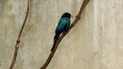 Nature Trees dark Birds