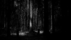 Nature Trees dark forest