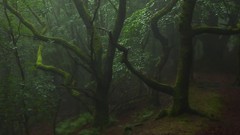 Nature Trees dark forest forests